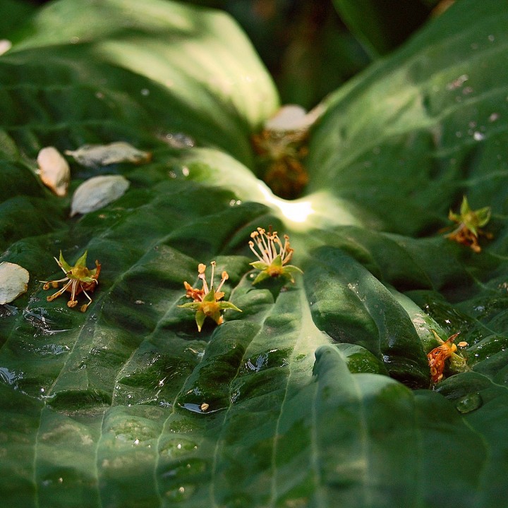 Seeds resting on a hosta leaf in dappled sunlight