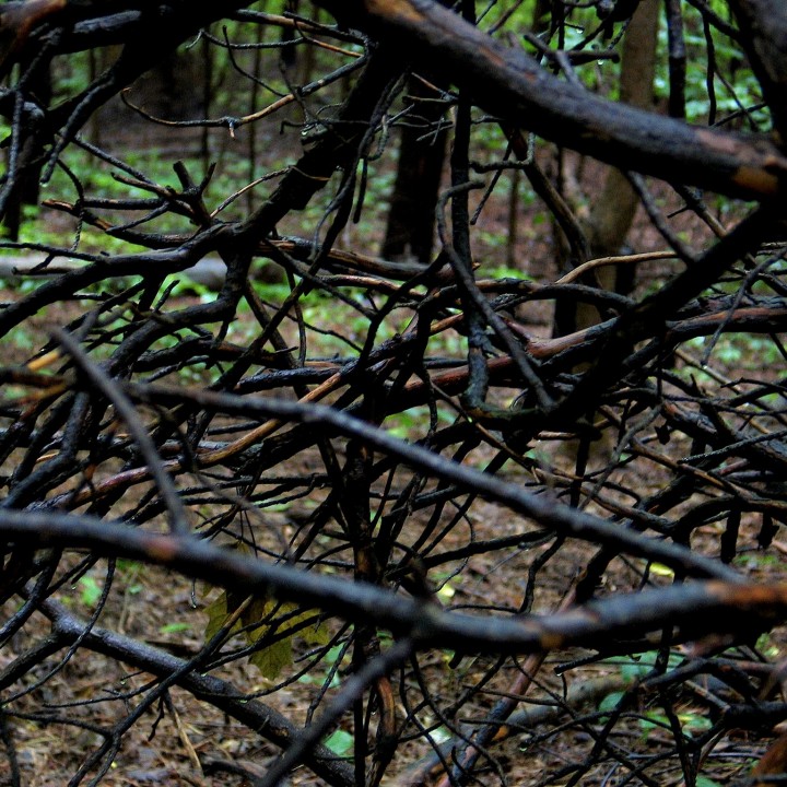 gloomy green and blue branches weave a dense pattern in the dusk.