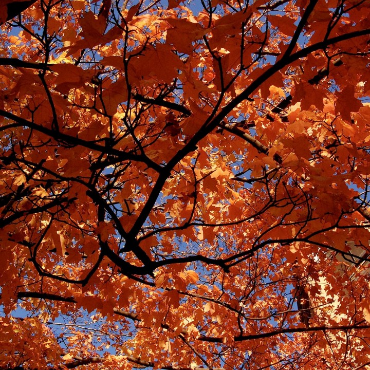 Backlit Maple Tree with orange leaves against a bright blue sky.