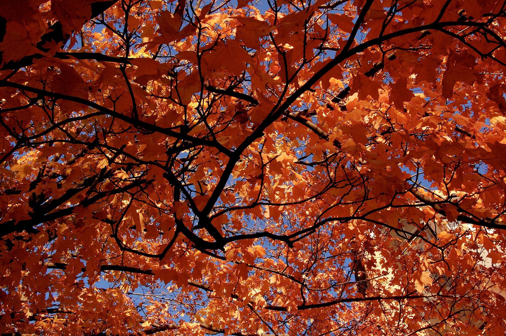 Backlit Maple Tree with orange leaves against a bright blue sky.