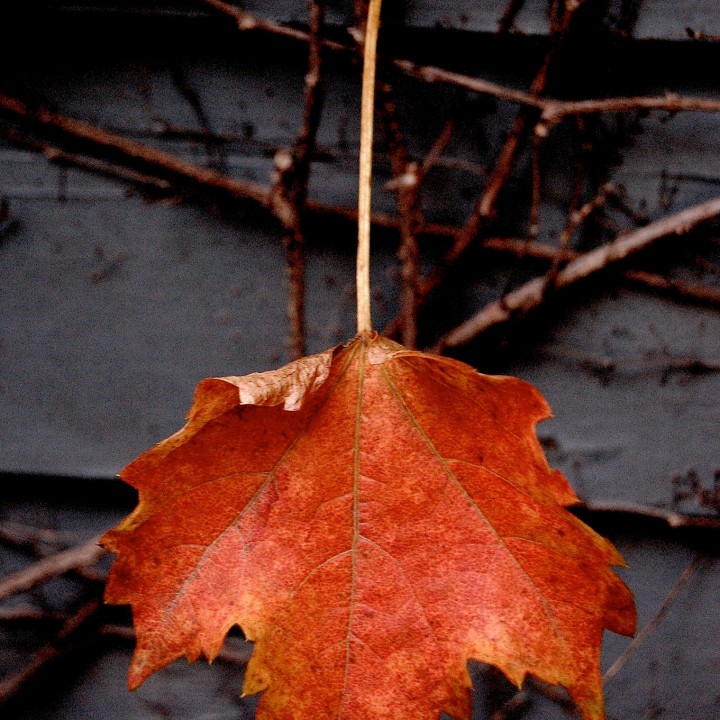 single Orange grape leaf in front of a wall