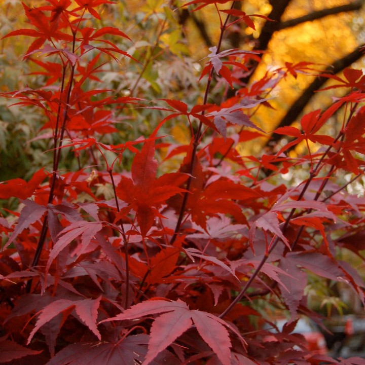 Dark Red Japanese Maple