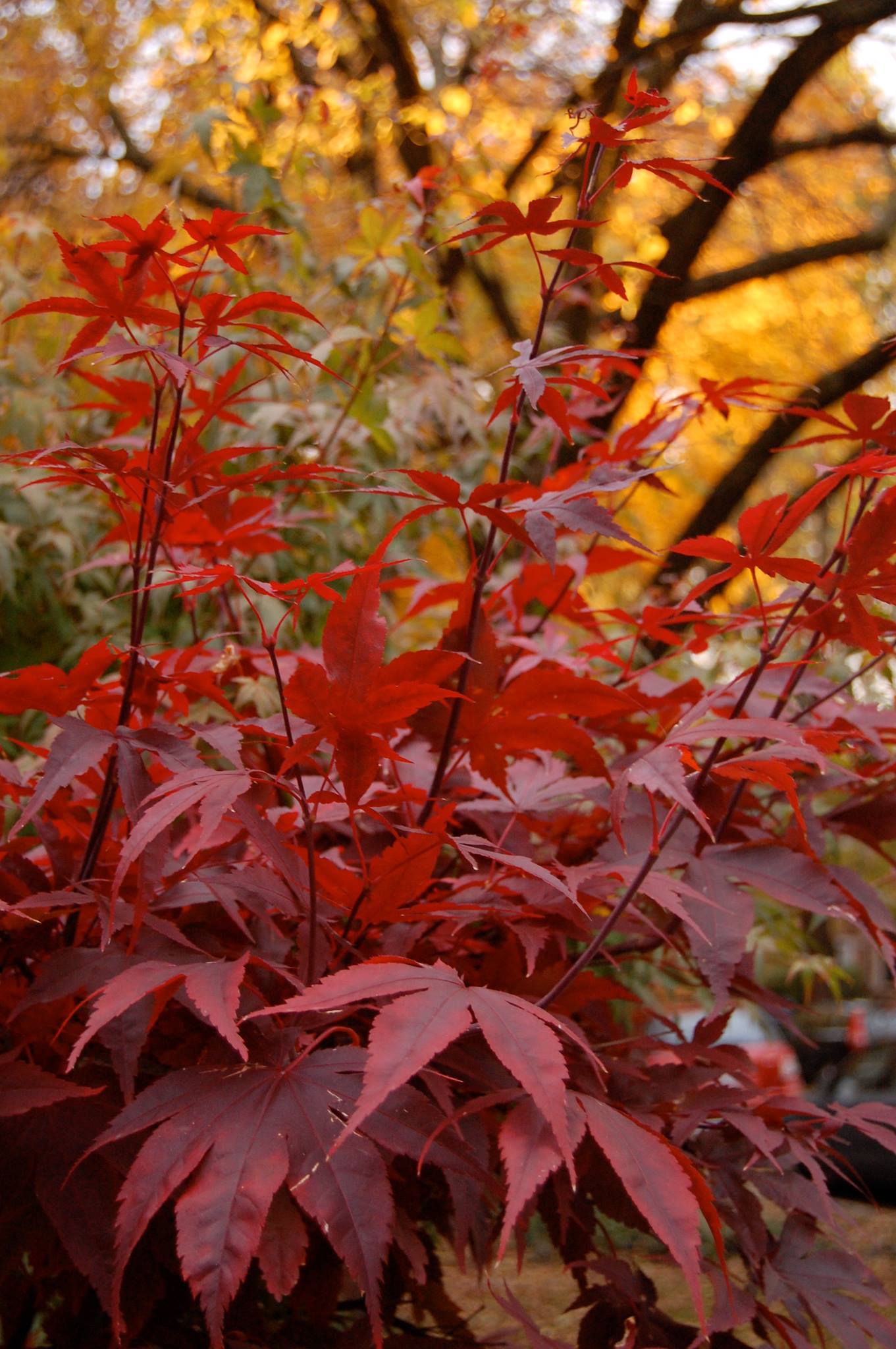 Dark Red Japanese Maple