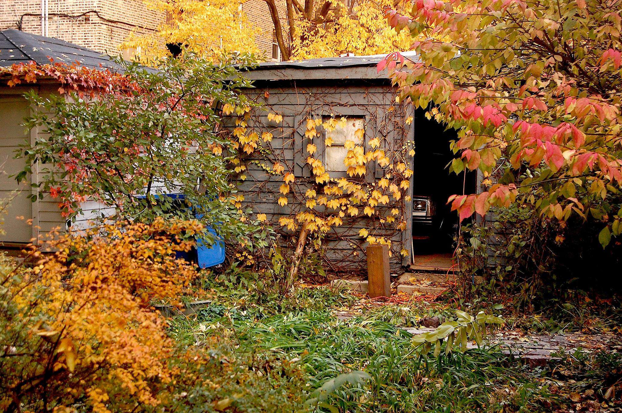 Autumnal landscape in an enclosed backyard with garage visible
