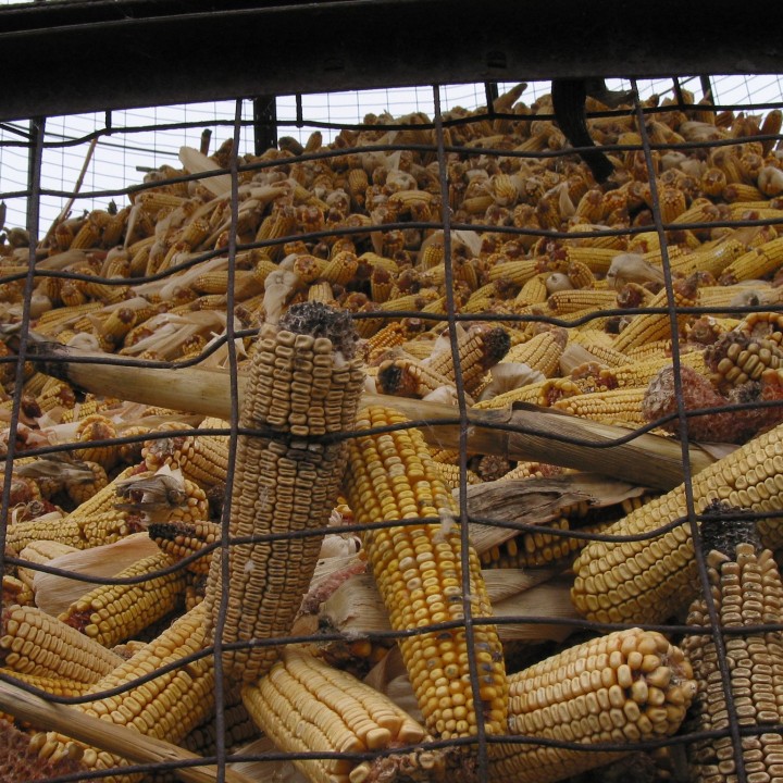Feed corn drying in a silo cage