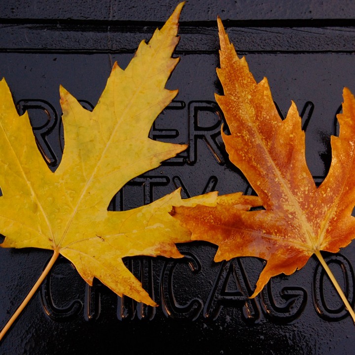 Two symmetrical orange maple leaves on a black trash can lid.