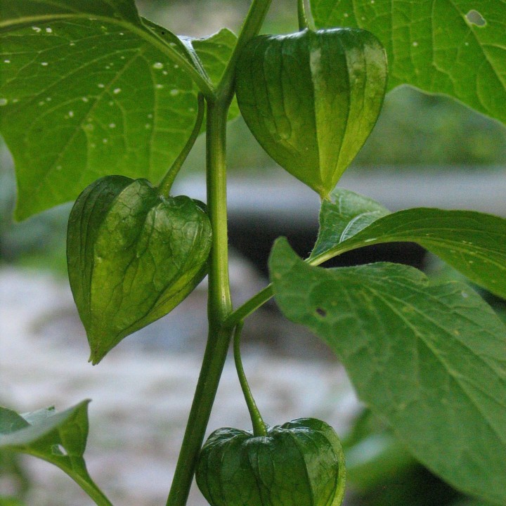 Young  Green Chinese lantern, close up