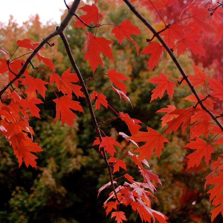 Red leaves, Maple