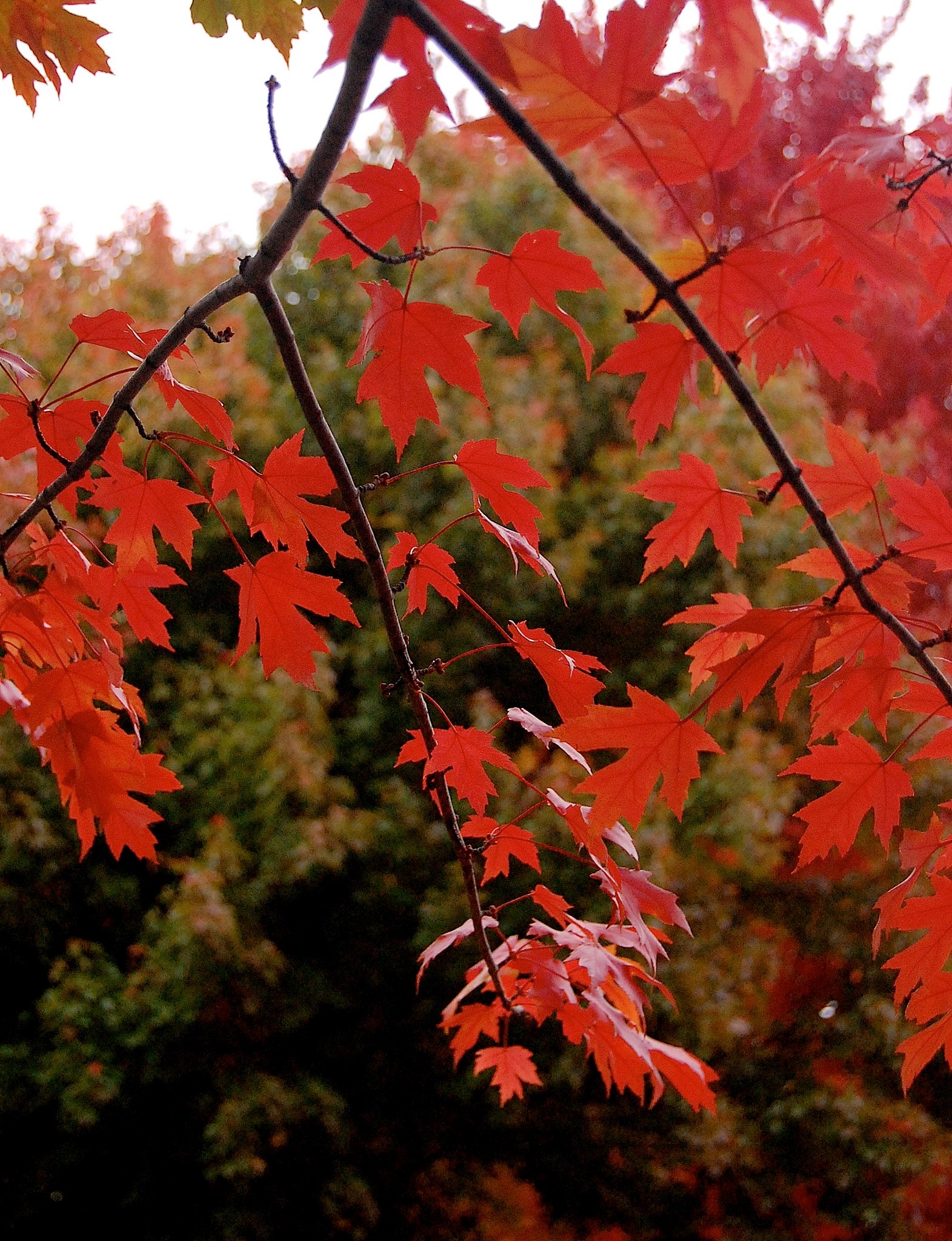 Red leaves, Maple