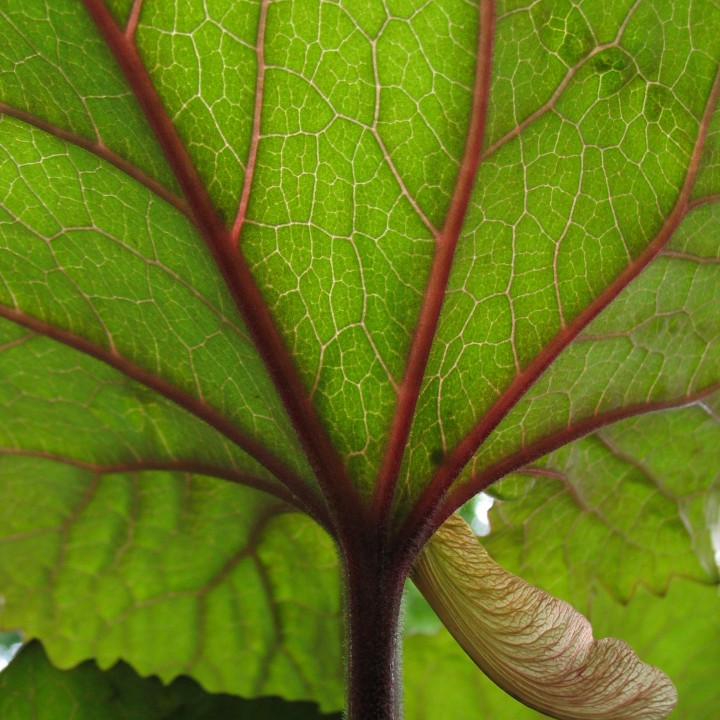 Close-up of growing chard with a maple seed