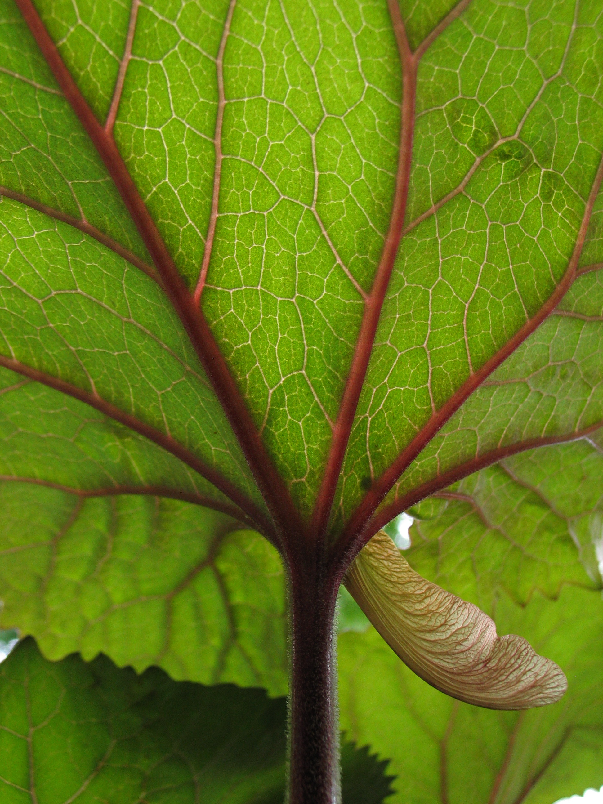Close-up of growing chard with a maple seed