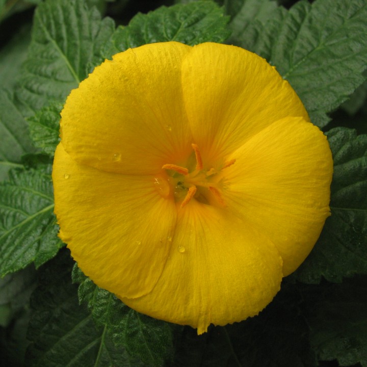 Dew-covered yellow flower