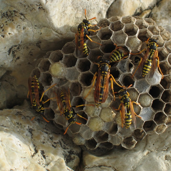 Yellow Jackets on a hive