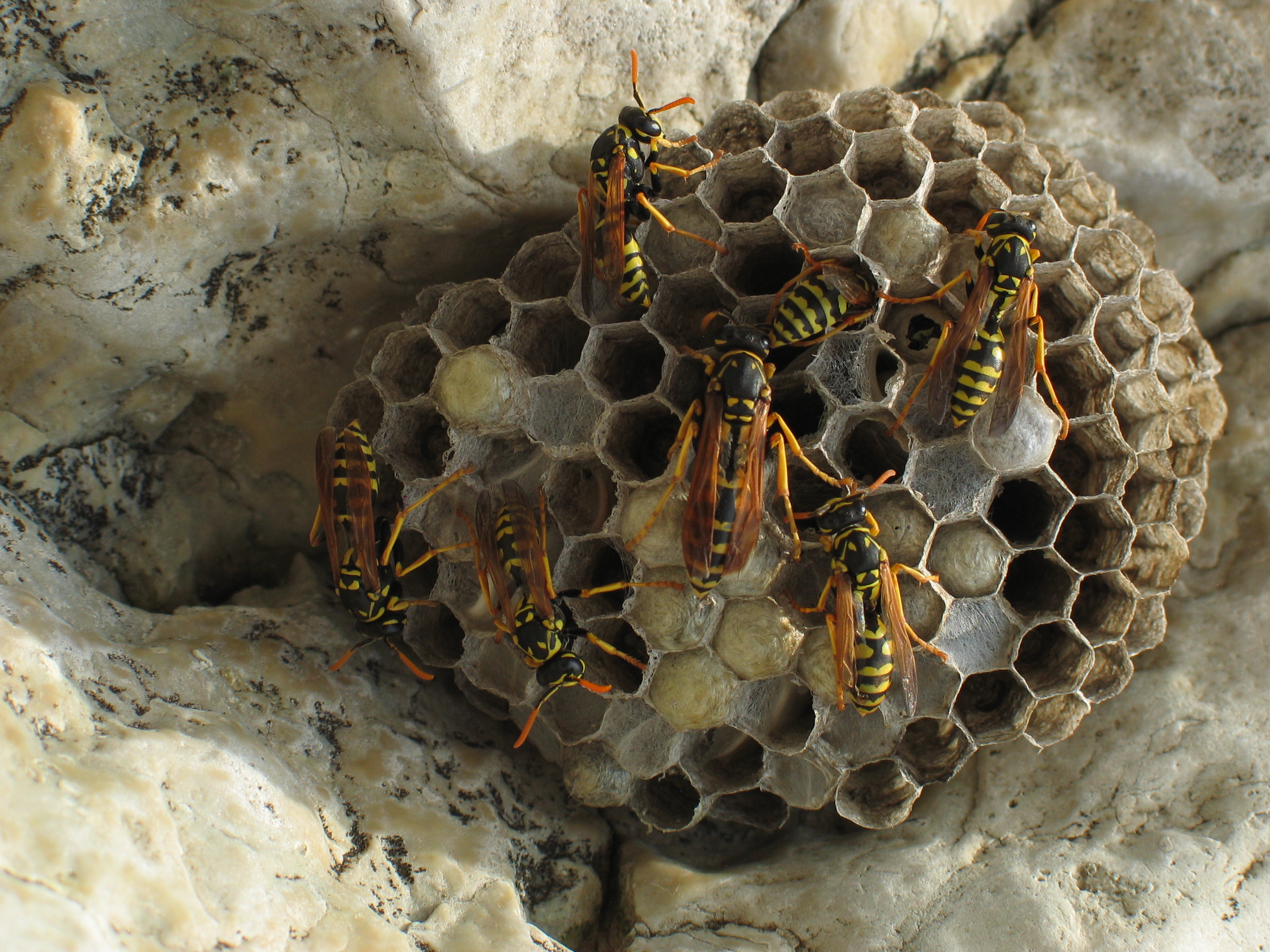 Yellow Jackets on a hive