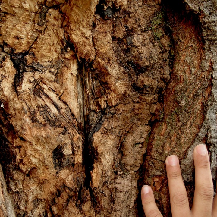 A young hand on the bark of a tree