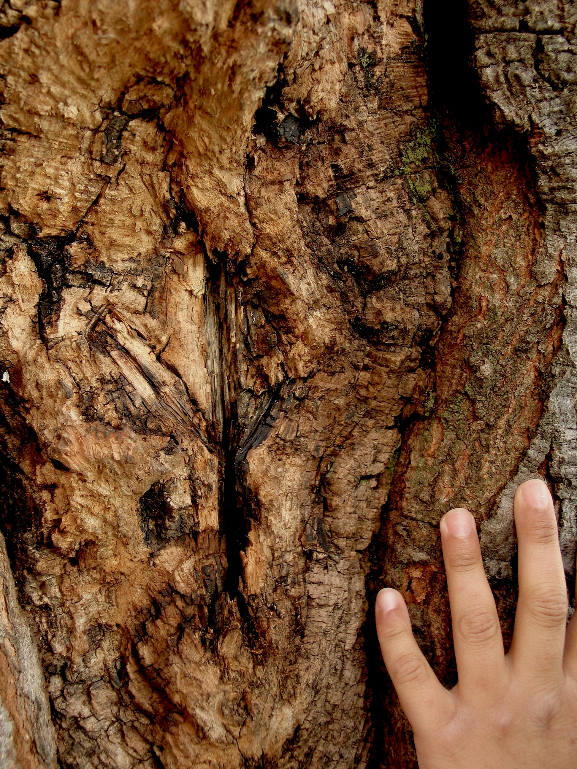 A young hand on the bark of a tree