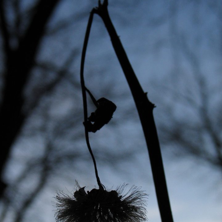 A silhouette of a thistle-like flower