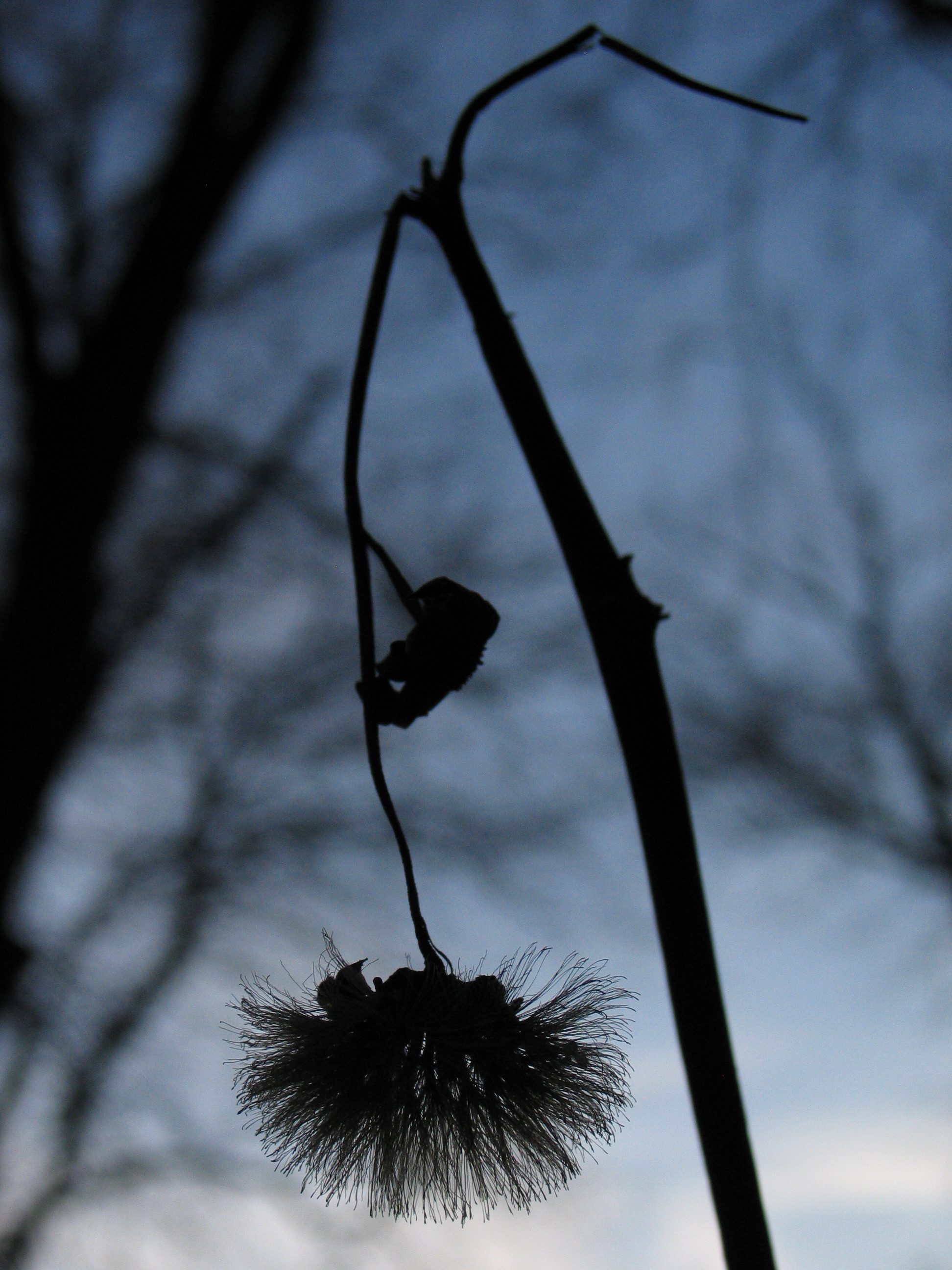 A silhouette of a thistle-like flower