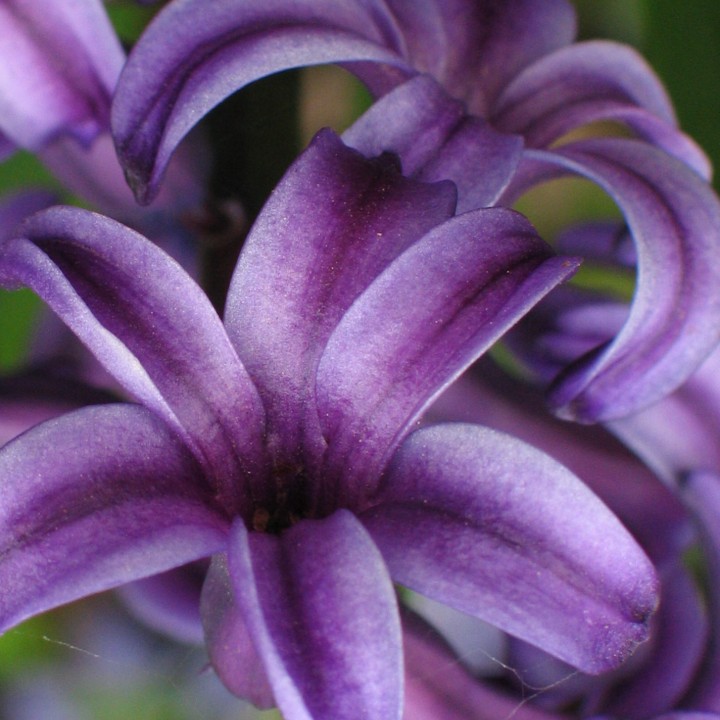 Close up of purple flowers with a slight cobweb
