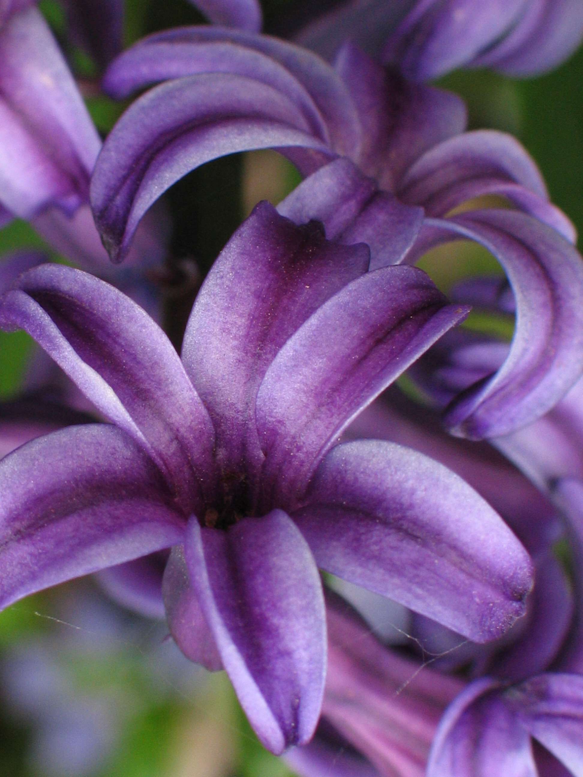 Close up of purple flowers with a slight cobweb