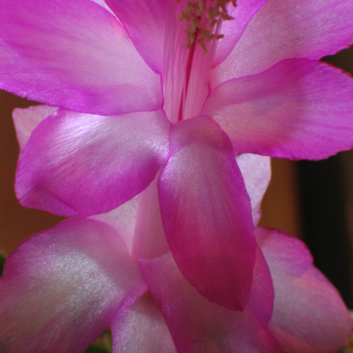 Close up of a pink and white flower