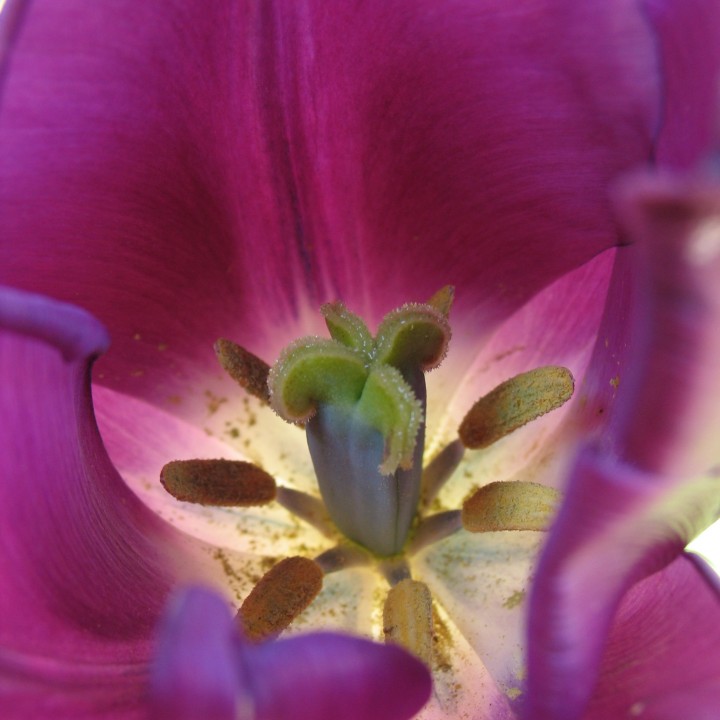 Close-up of a flower's stamen covered in pollen