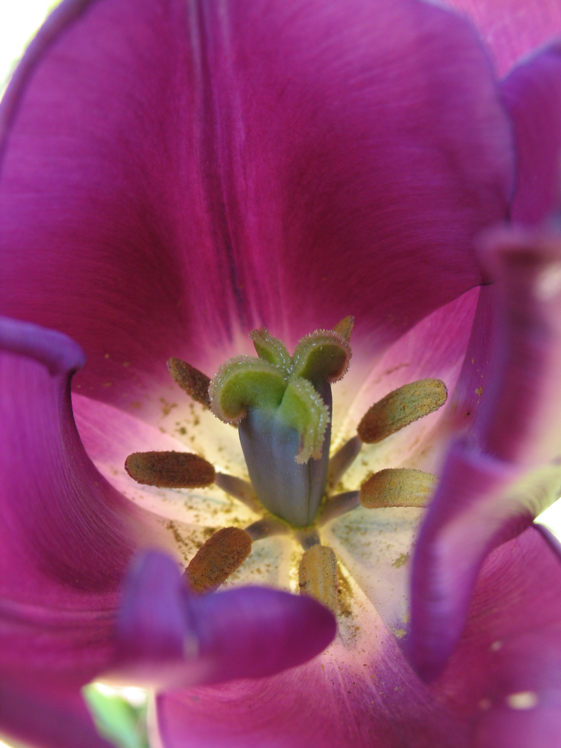 Close-up of a flower's stamen covered in pollen