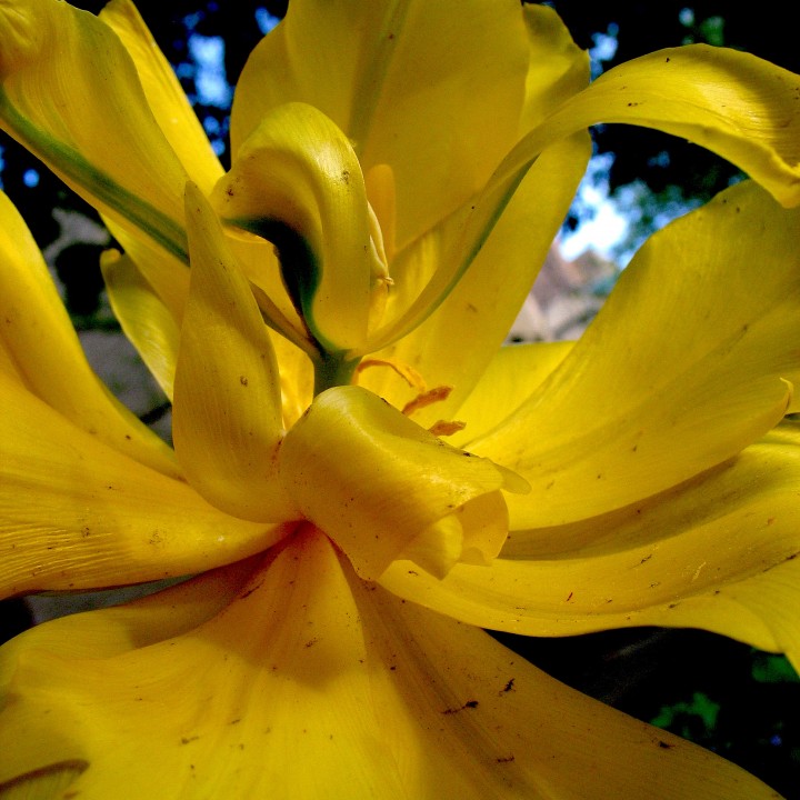 Close-up petals of an unfurling flower