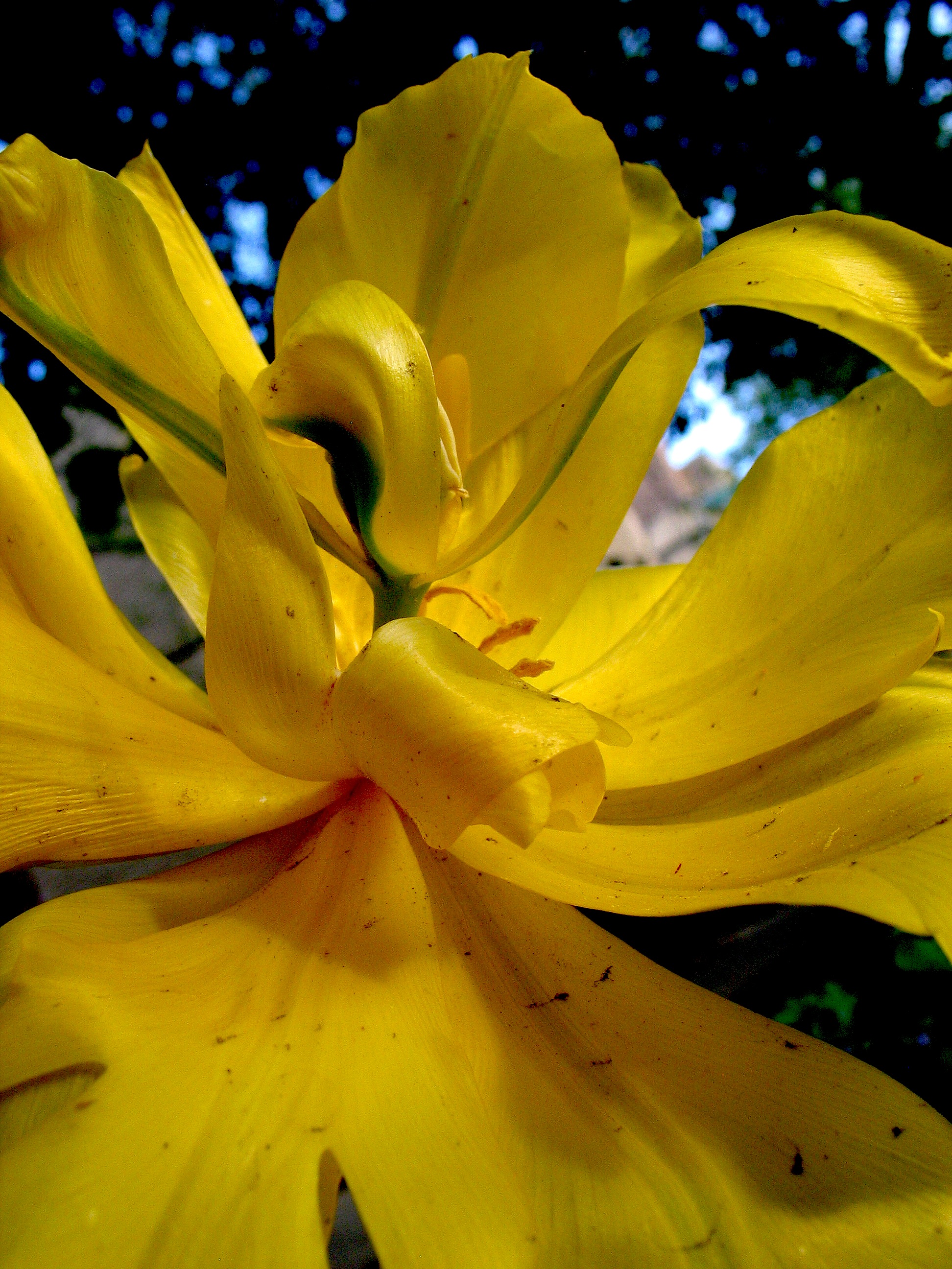 Close-up petals of an unfurling flower