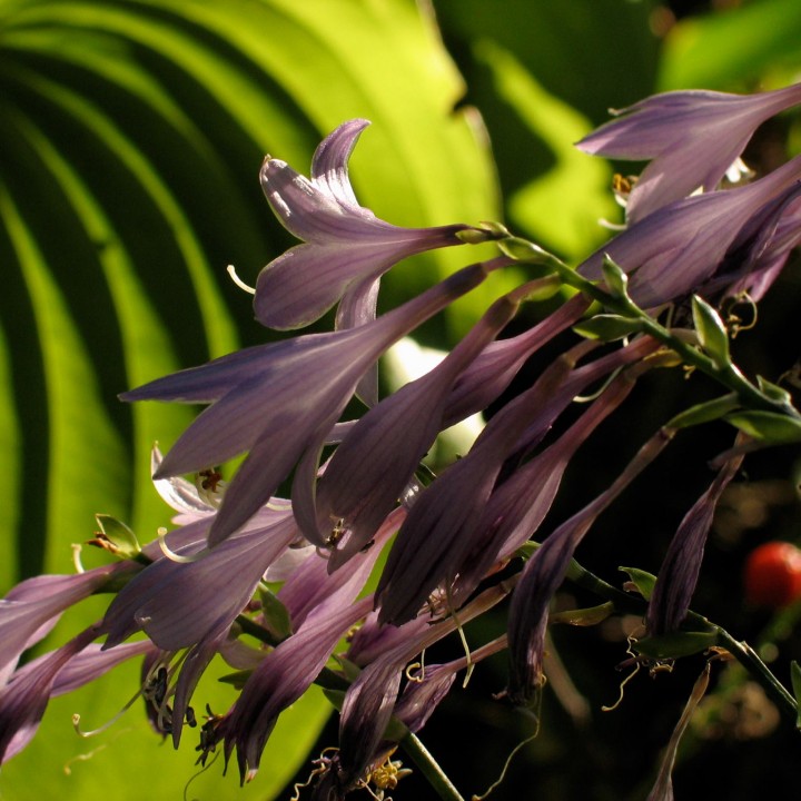 Purple Hosta flowers in the sun