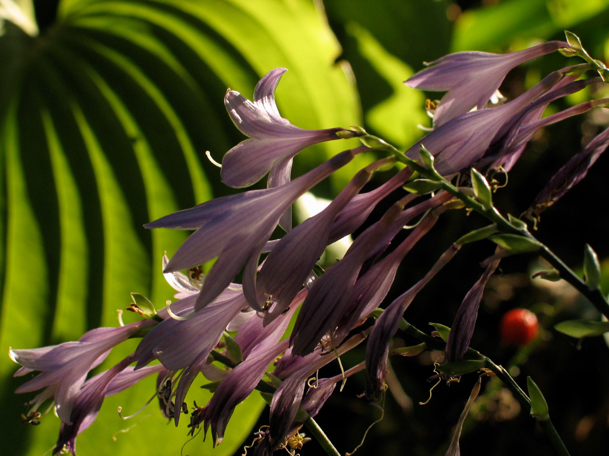 Purple Hosta flowers in the sun