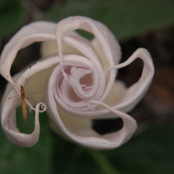 Close up of a moonflower in the evening
