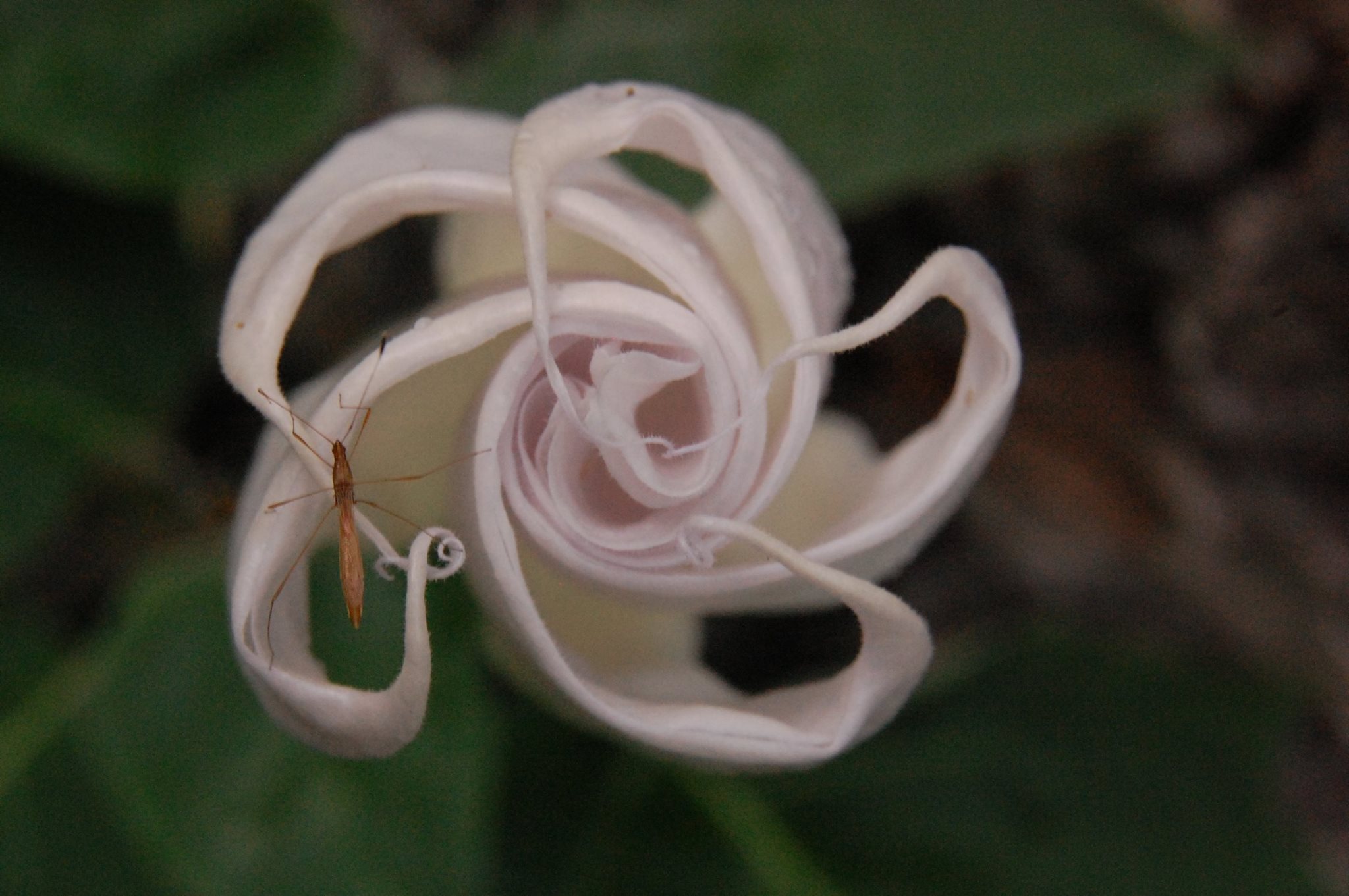 Close up of a moonflower in the evening