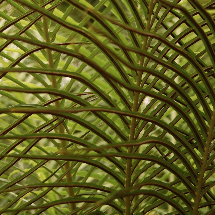 ferns, Lincoln Park Conservatory, waves
