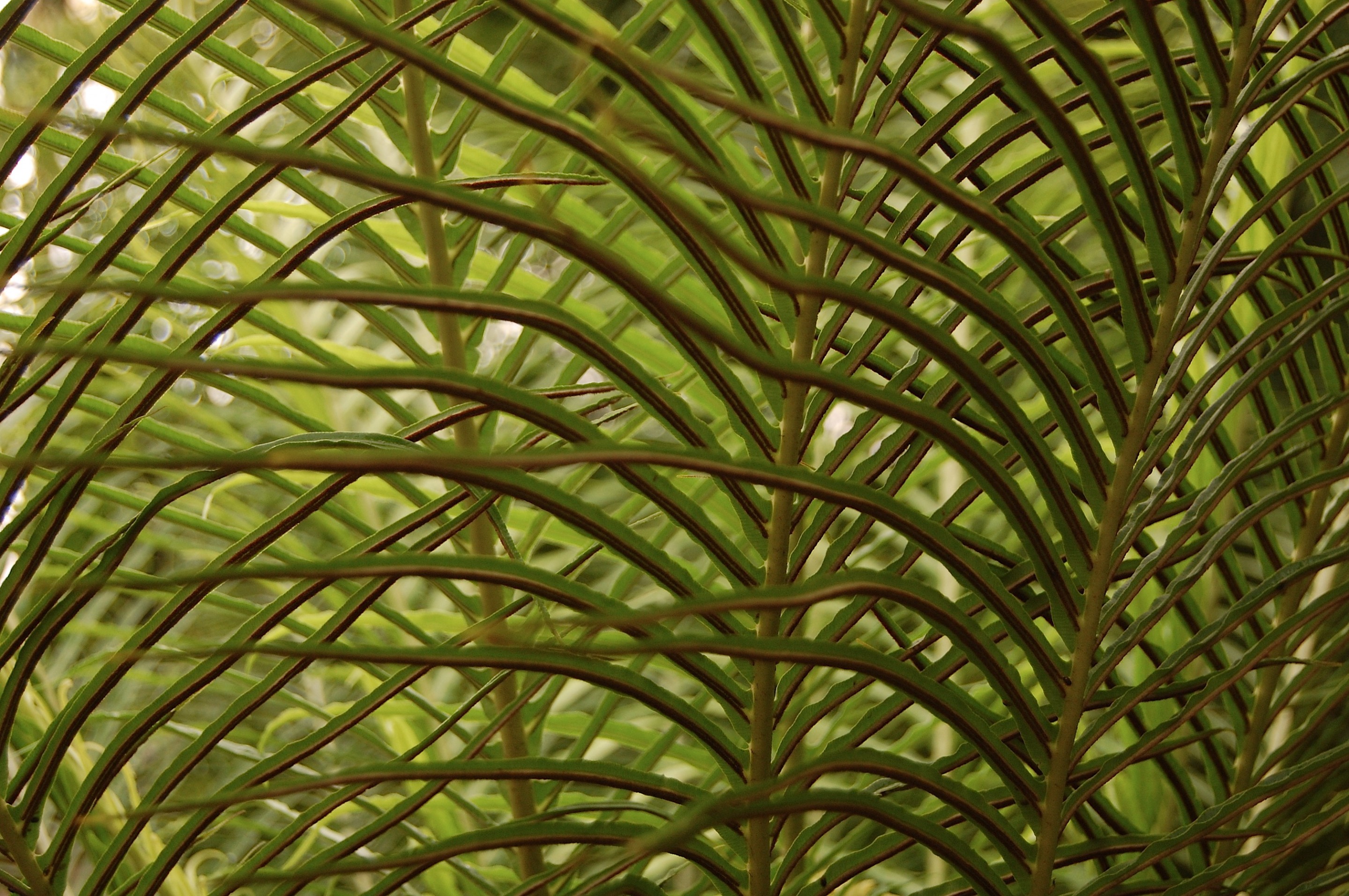 ferns, Lincoln Park Conservatory, waves