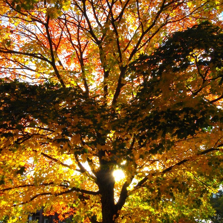 Yellow Orange, and Black Tree, starkly backlit