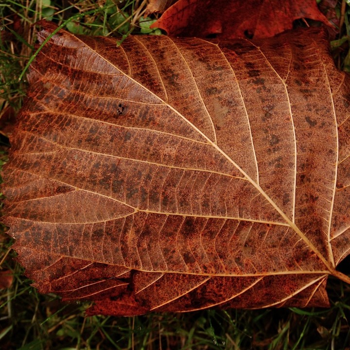 A leaf on the ground in a rich chestnut color