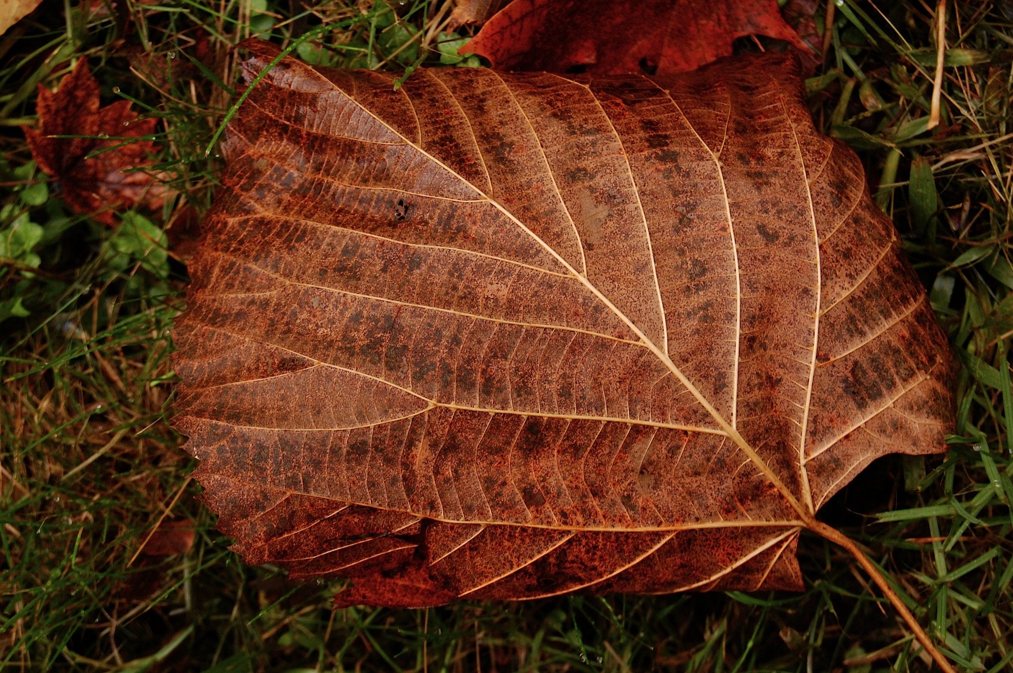 A leaf on the ground in a rich chestnut color