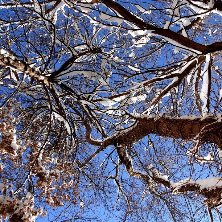 looking up at a clear blue sky with various tree smattered with snow