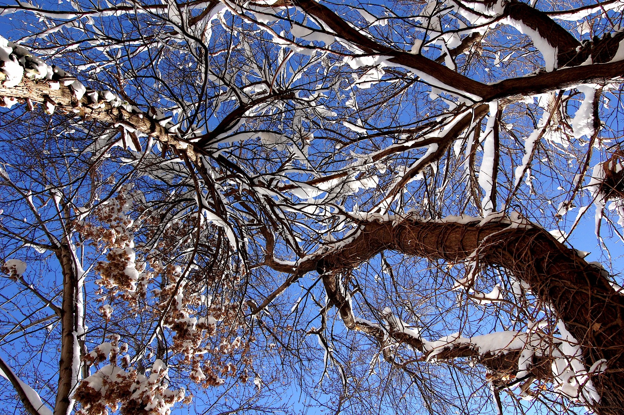 looking up at a clear blue sky with various tree smattered with snow