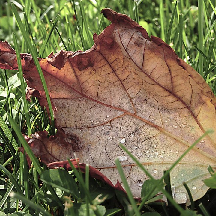 backlit oak leaf, pale red and yellow, on green grass