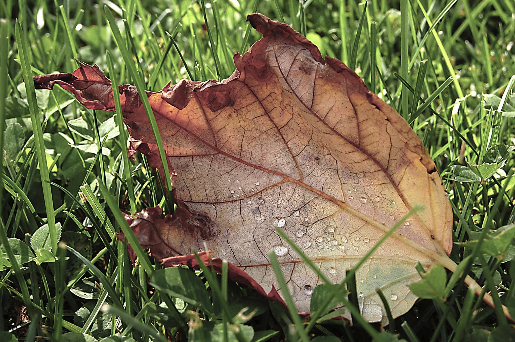 backlit oak leaf, pale red and yellow, on green grass
