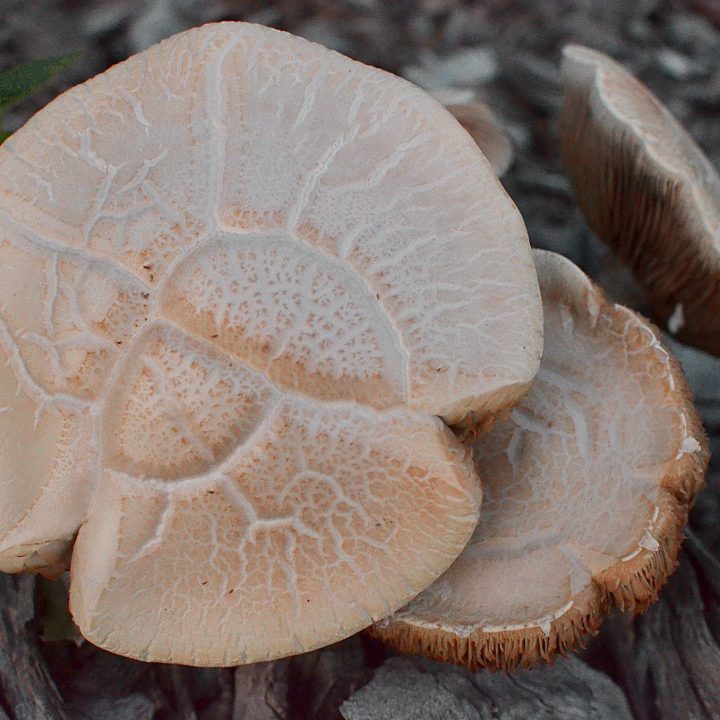 Ground mushroom veiwed from above