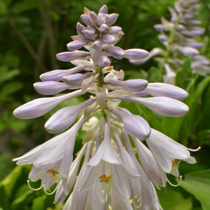 A pyramid of hosta flowers atop a hosta plant