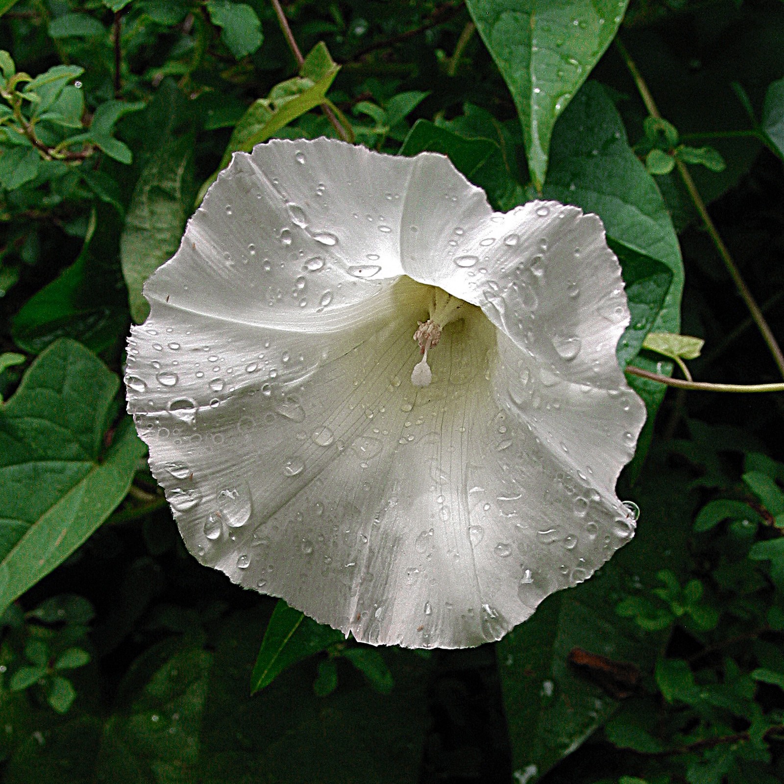 Wet white morning glory with shadowing