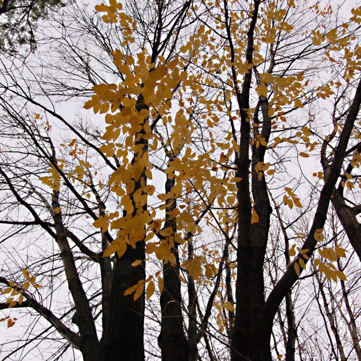 A phalanx of small orange leaves cling to a spindly array of otherwise bare branches.