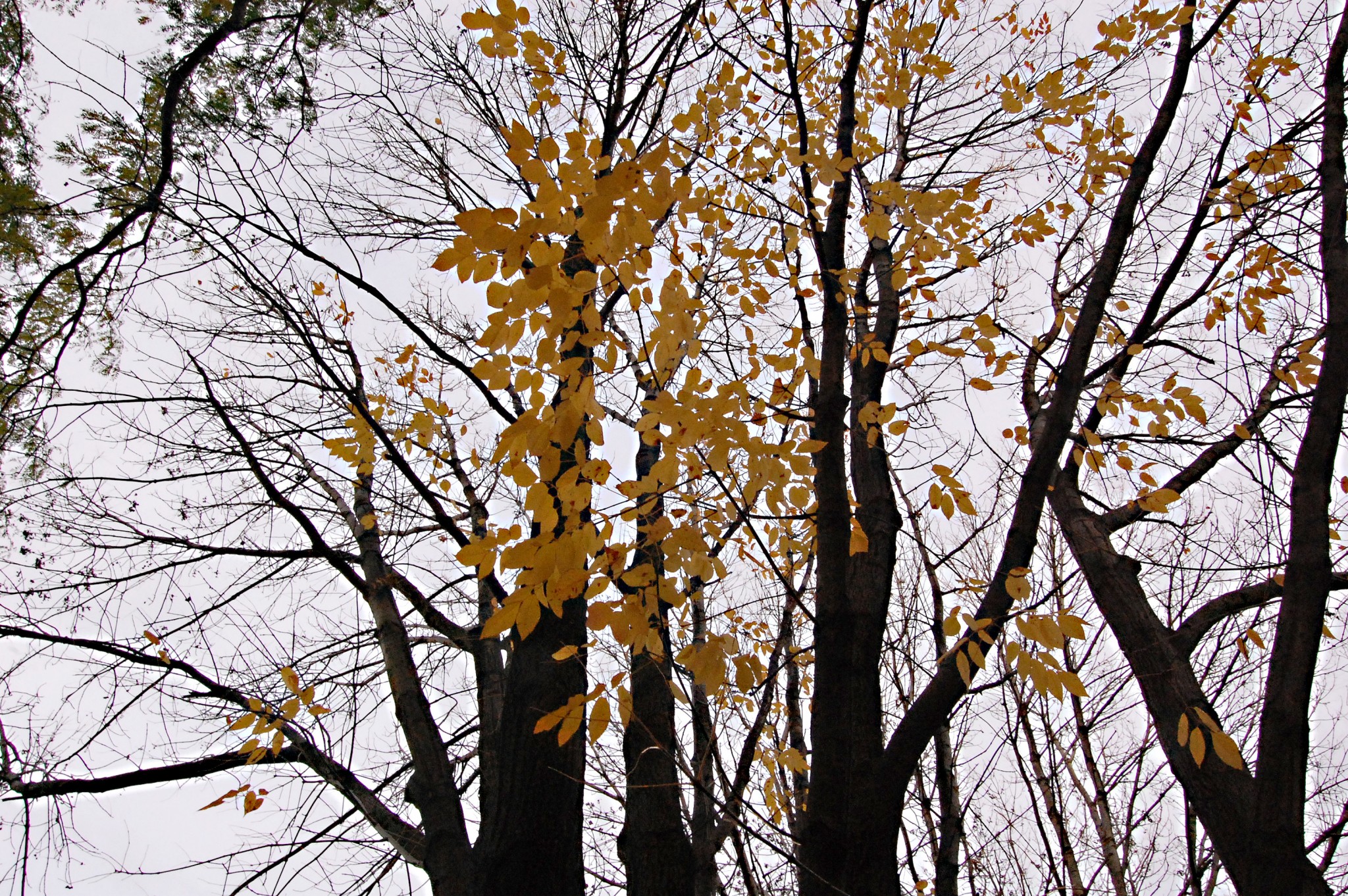A phalanx of small orange leaves cling to a spindly array of otherwise bare branches.